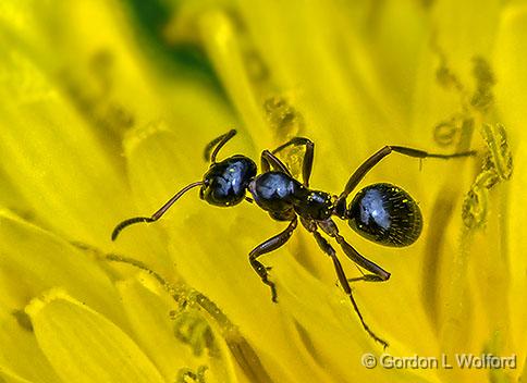 Ant On A Dandelion_DSCF02916.jpg - Photographed at Smiths Falls, Ontario, Canada.